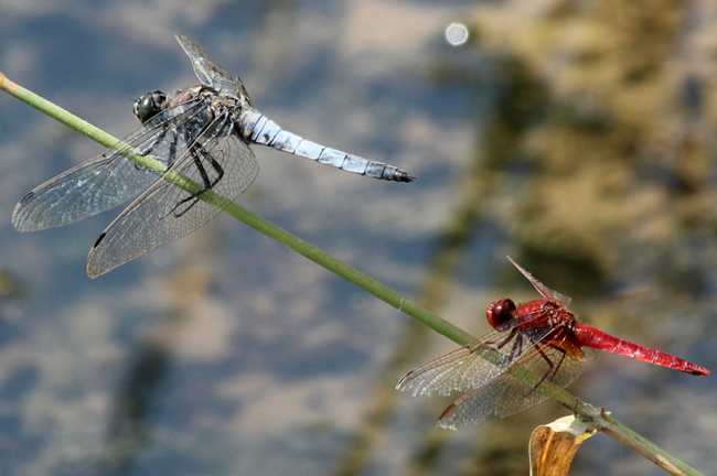 Orthetrum cancellatum und Feuerlibelle ♂, D13 NSG Ulfewiesen bei Weiterode, (gestalteter Weiher), 27.07.13, A. Werner