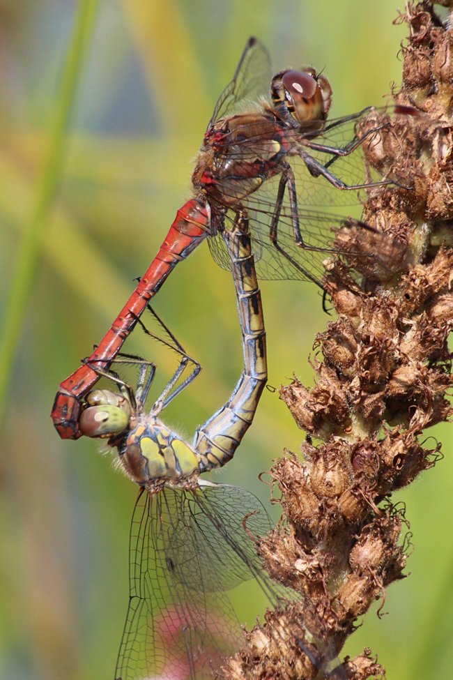 Sympetrum striolatum Paar, D03.1 Bebra, Kiesgruben Nr. 1, 04.09.12-2, A. Werner