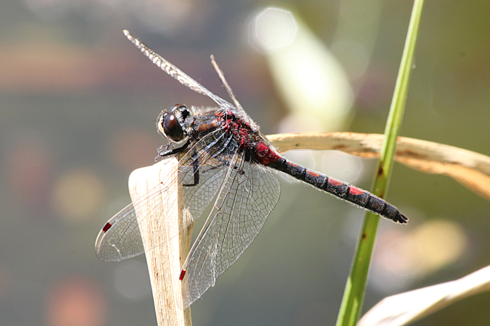 Leucorrhinia rubicunda, B07 NSG Haselgrund bei Schwarzenhasel, gestalteter Weiher, 25.05.12, A. Werner