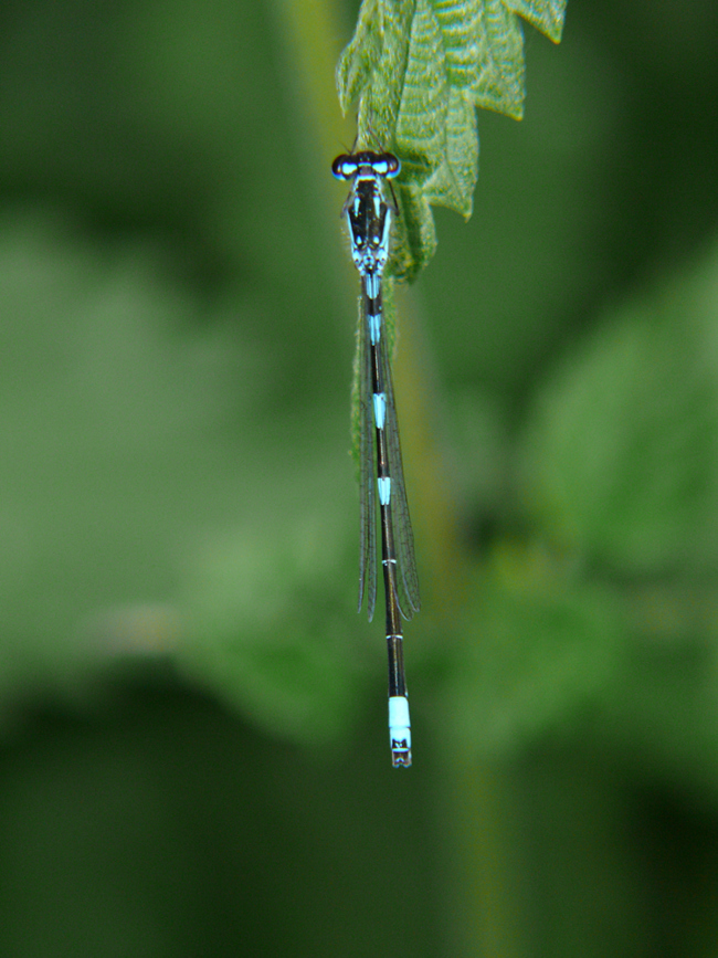 Coenagrion pulchellum ♂, I04 NSG Alte Fulda bei Asbach 28.05.12, G. Koska