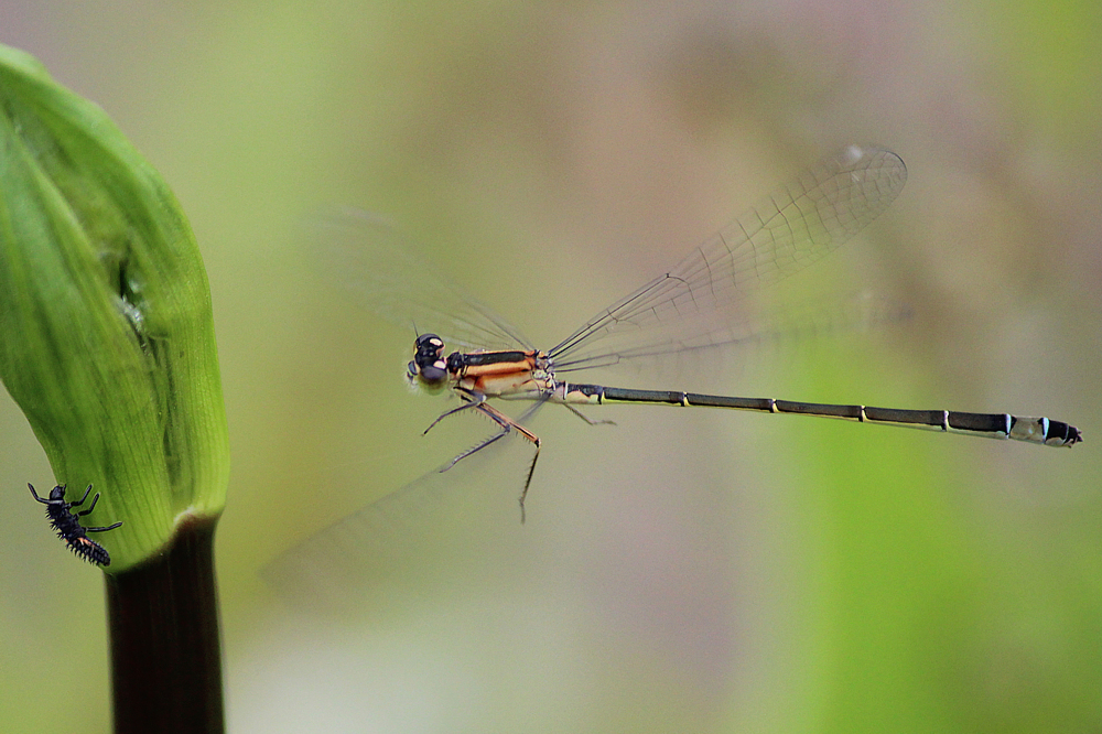 Ischnura elegans D02 Bebra Fuldaaue, gestaltetes Kleingewässer, 21.06.12, A. Werner