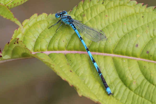 Erythromma lindenii ♂, D03.1 Bebra, Kiesgrube Nr.1 (ehemaliger Kiesabbau), 15.09.12, A. Werner