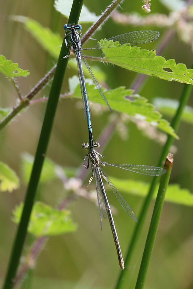 Platycnemis pennipes, Paar, D21 Lüdersdorf, Lehmbachtal (Fischteiche), 16.08.14, A. Werner (2) (1)