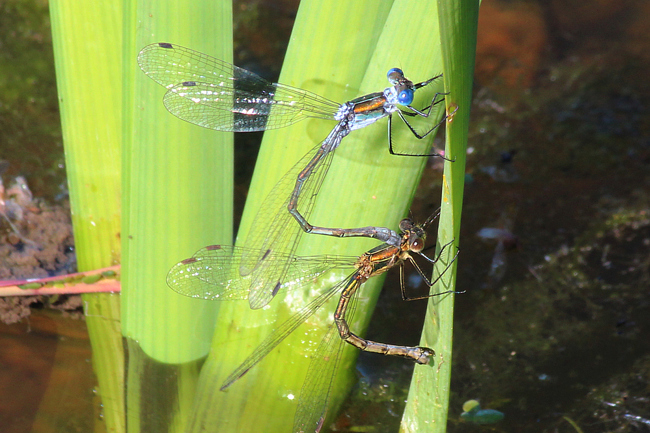 Lestes sponsa, Paar Eiablage, F06 Meckbach, Fuldasumpfwiesen, 05.09.13, A. Werner