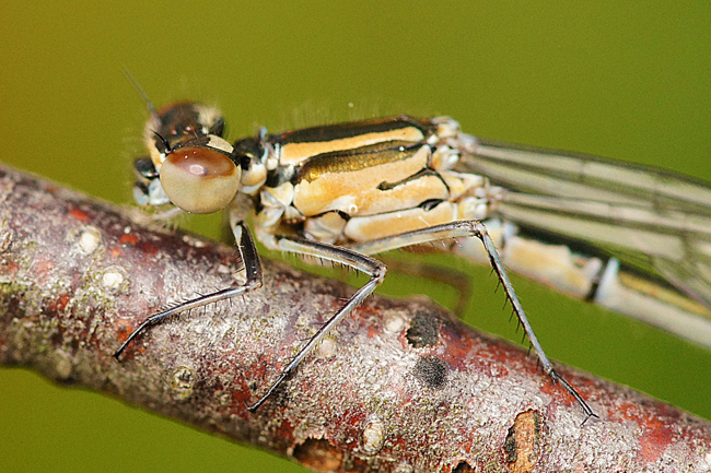 Coenagrion puella ♀, jung, I05 Bad Hersfeld Stadt (Gartenteich), 24.05.13, 2, H. Eigenbrod