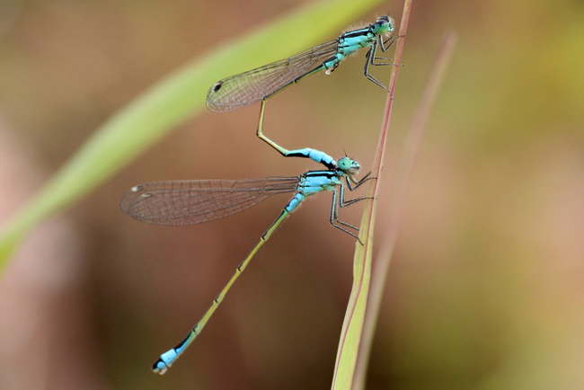 Ischnura elegans Paar, bläulich, D05 Blankenheim, Fuldaaue (Seitengerinne), 10.08.11, A. Werner