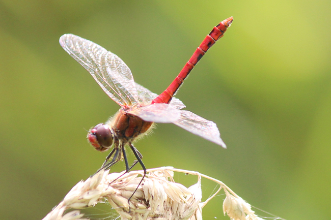 Sympetrum sanguineum ♂ Obeliskstellung, F05 Meckbach, Die Nassen Wiesen (Quellsumpf), 04.08.12-1 A. Werner