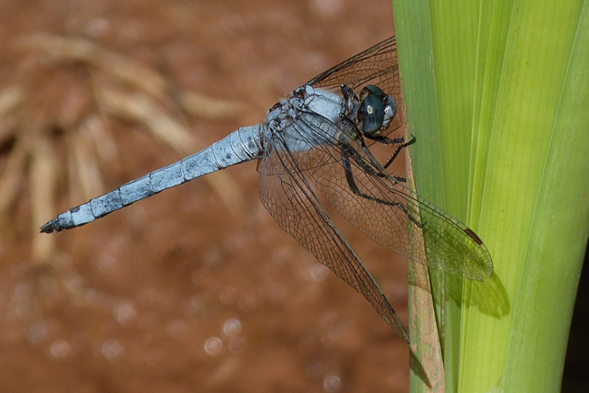 Orthetrum brunneum ♂, J06 Hattenbach, (Kleingewässer in ehemaliger Tongrube), 16.08.13-1, G. Koska