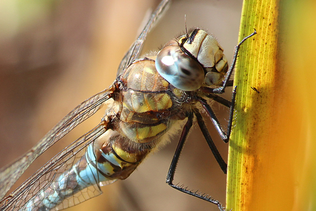 Aeshna mixta ♂, D03 Bebra, Großer Kiessee, 08.10.12, A. Werner