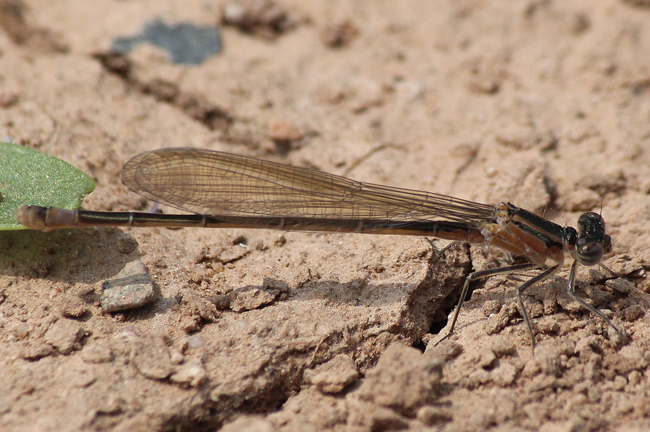 Ischnura elegans ♀ dunkelbraun, D02 Bebra, Fuldaaue (gestaltetes Kleingewässer), 30.05.12, A. Werner