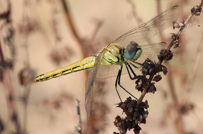 Sympetrum fonscolombii ♀, D02 Bebra, Fuldaaue (gestaltete Kleingewässer), 04.09.12-1, A. Werner