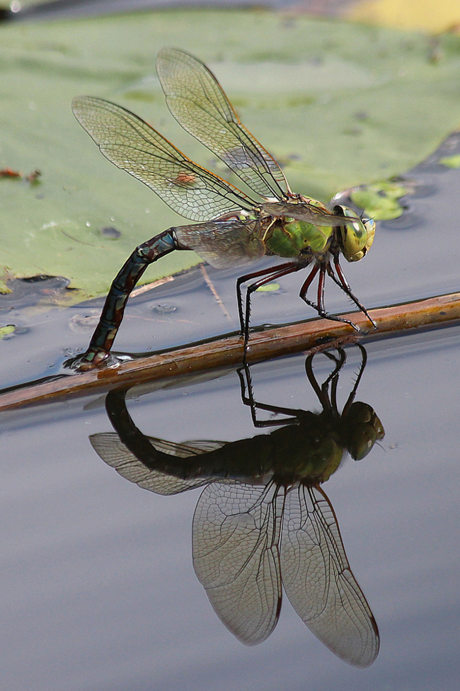 Anax imperator ♀ Eiablage, D07 Breitenbach, Kiesgruben Berkwiese, 04.07.13, A. Werner