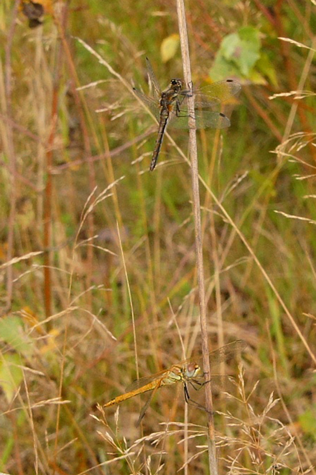 Sympetrum fonscolombii u.  Schwarze Heidelibelle ♀♀, H01 Friedewald, 27.09.14, H. Eigenbrod