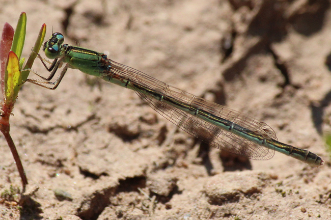 Ischnura pumilio ♀, D02 Bebra, Fuldaaue, (gestaltete Kleingewässer) 26.05.12, A. Werner