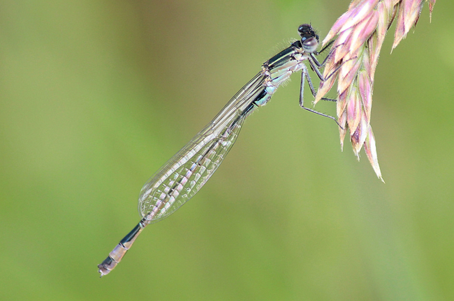 Ischnura elegans ♀ jung, D02 Bebra Fuldaaue (gestaltetes Kleingewässer), 19.05.12, A. Werner