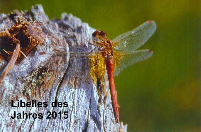 Sympetrum flaveolum ♂, D01 Bebra, Fuldaaue, Rand (gestaltetes Gartenmoor), 00.09.1987, A. Werner