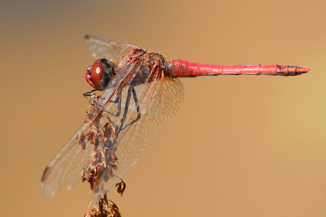 Sympetrum fonscolombii ♂, D02 Bebra, Fuldaaue (gestaltete Kleingewässer), 30.07.12, A. Werner