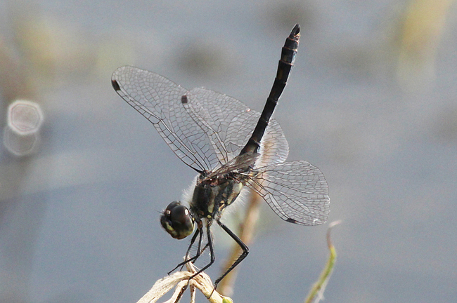 Sympetrum danae ♂, D10 NSG Alte Fulda bei Blankenheim (Flutmulde), 20.08.12, A. Werner