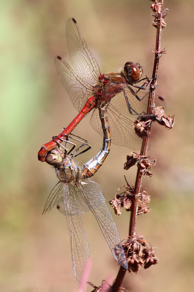 Sympetrum vulgatum Paar, D02 Bebra, Fuldaaue (gestaltete Kleingewässer), 19.08.12, A. Werner