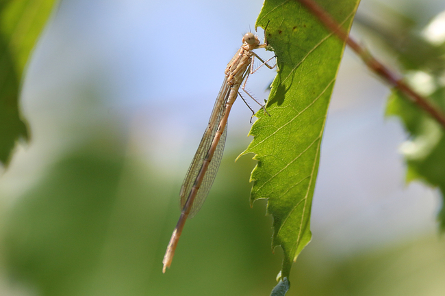 Sympecma fusca ♂ frisch geschlüpft, D13 NSG Ulfewiesen bei Weiterode (gestalteter Weiher), 27.07.14, A. Werner