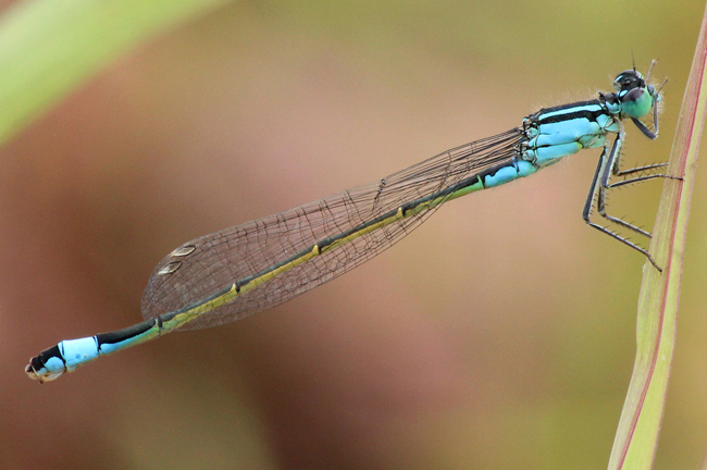 Ischnura elegans ♂, D05 Blankenheim Fuldaaue (Seitengerinne), 10.08.11, A. Werner