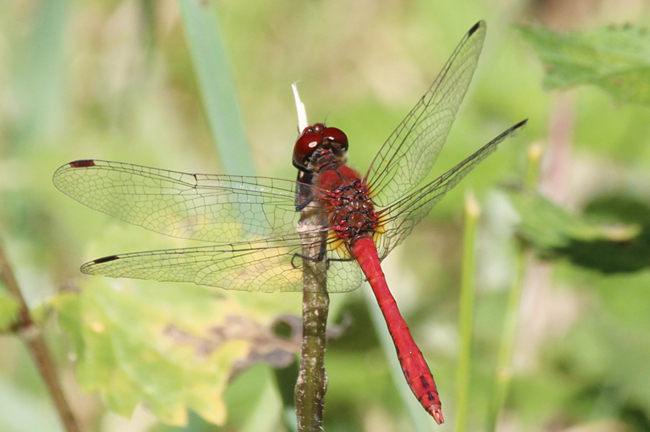 Sympetrum sanguineum ♂, D21 Lüdersdorf, Lehmbachtal (Fischteiche), 04.09.13, A. Werner