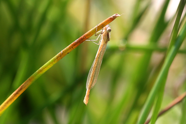 Sympecma fusca ♂ frisch geschlüpft, D13 NSG Ulfewiesen bei Weiterode (gestalteter Weiher), 28.07.14 1, A. Werner