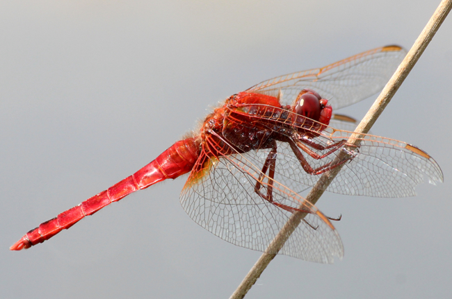 Crocothemis erythraea ♂, D03.1 Bebra, Kiesgruben Nr. 1, 16.07.13 2, A. Werner