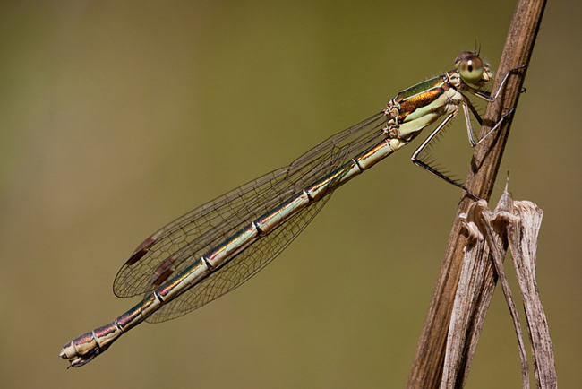 Lestes virens ♀, B08 Rotenburg, Am Zellrichsgraben (Gestaltetes Kleingewässer), 05.09.10, M. Kreisel