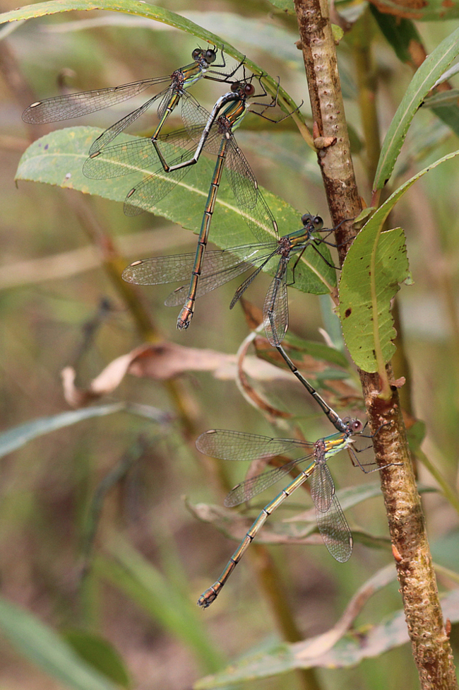 Lestes viridis Paare, D10 NSG Alte Fulda bei Blankenheim, 08.09.12 2, A. Werner