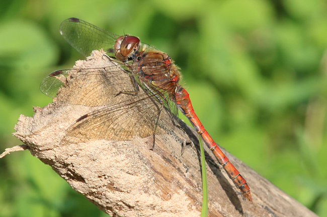 Sympetrum striolatum ♂, F22 Meckbach, gestaltetes Kleingewässer, 06.10.14, A. Werner