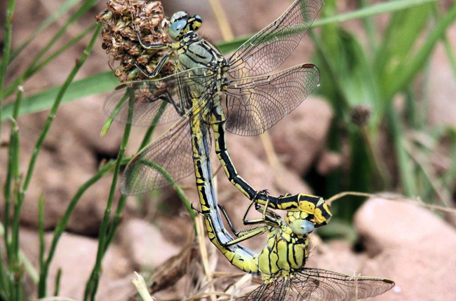 Gomphus pulchellus, Paar, D03 Bebra, Großer Kiessee, 14.07.13, H. Schreier