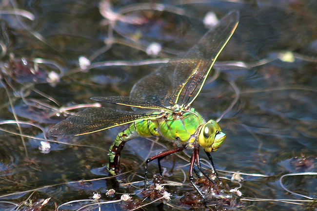 Anax imperator ♀ Eiablage, D10 NSG Alte Fulda bei Blankenheim, 28.06.12, A. Werner