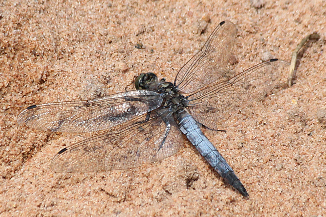 Orthetrum cancellatum ♂, D10 NSG Alte Fulda Bei Blankenheim, 14.08.13, A. Werner