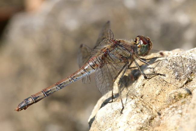 Sympetrum striolatum ♀, D25 Iba Steinbruchgewässer, 04.10.14-1 A. Werner