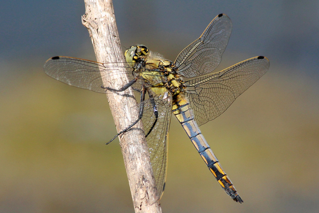 Orthetrum cancellatum ♀, D10 NSG Alte Fulda bei Blankenheim, 24.07.13, A. Werner