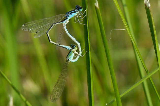 Ischnura pumilio, Paar, ♀grünbläuiich, 07 Bad Hersfeld, Feuchtgebiet beim Eichhof, 02.07.13, G. Koska