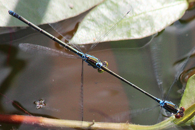 Erythromma viridulum, Paar, D03.1 Bebra, Kiesgruben Nr. 1-3, Nr. 2, 15.07.13, A. Werner