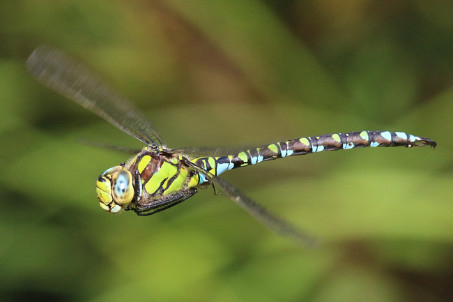 Blaugrüne Mosaikjungfer, ♂ Im Flug, Breitenbach, Der Heilige Rain, 09.09.14 (A) 1 AW