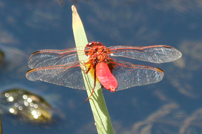 Crocothemis erythraea ♂, D13 NSG Ulfewiesen bei Weiterode, 01.08.13, A. Werner