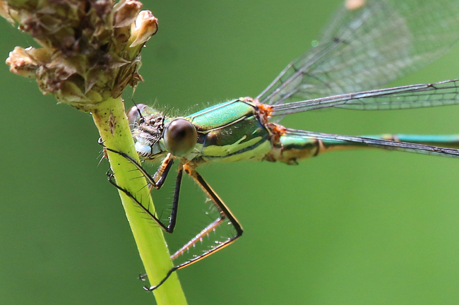 Lestes viridis ♂ Kopf, D20 Gilfershausen, Ober Mühle, Teiche, 04.09.14, A. Werner