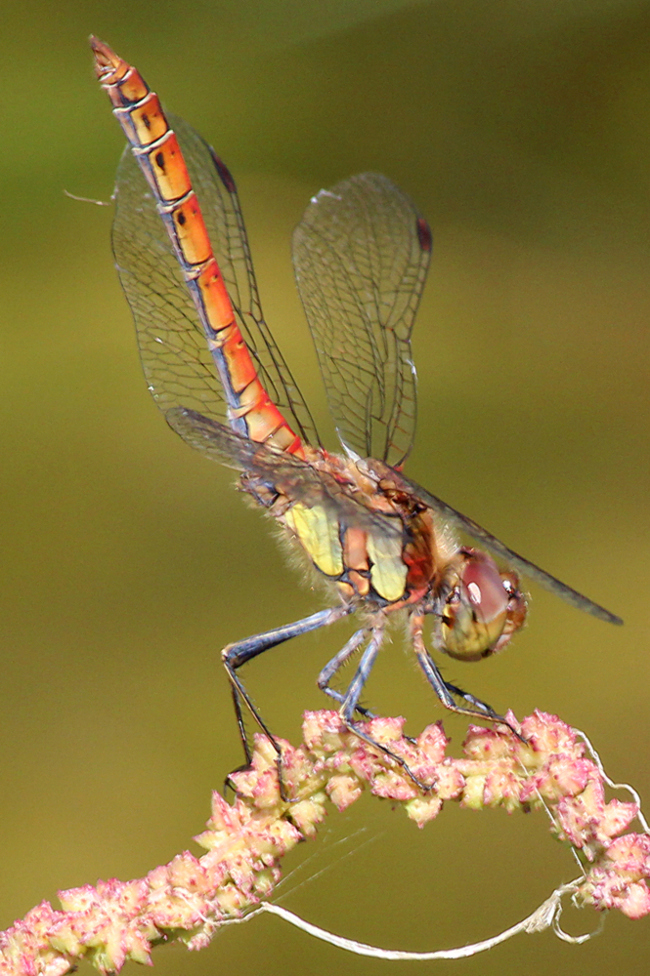 Sympetrum striolatum ♂, D05 Blankenheim (Seitengerinne), 26.08.11-2, A. Werner