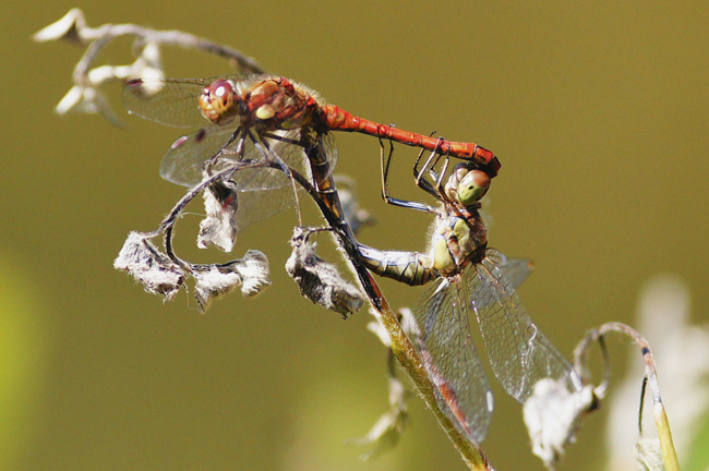 Sympetrum striolatum Paar, H01 Friedewald (Steinbruchgewässer), 18.08.12, H. Eigenbrod