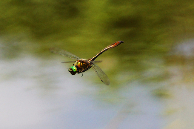 Cordulia aenea ♂, I06 Malkobes Lämmerteiche, 28.06.12, H. Eigenbrod