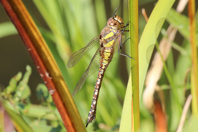 Aeshna mixta ♀ nach Eiablage, D03.1 Bebra, Kiesgruben Nr. 1, 27.09.13, A. Werner