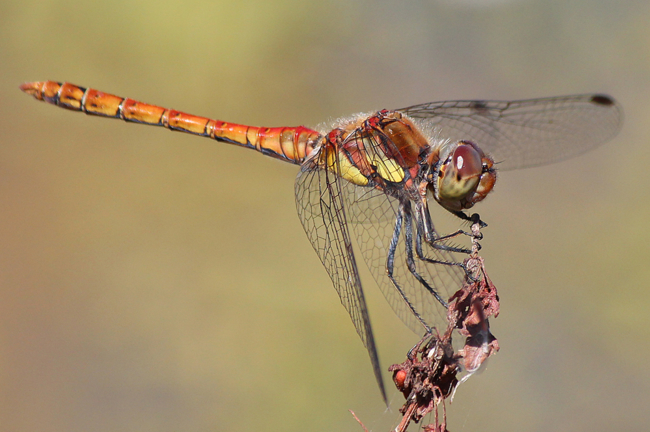 Sympetrum striolatum ♂, D02 Bebra, Fuldaaue (gestaltete Kleingewässer), 01.08.12, A. Werner