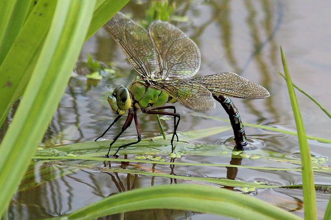 Anax imperator ♀ Eiablage, F06 Meckbach, Fuldasumpfwiesen, 22.07.12 1, A. Werner