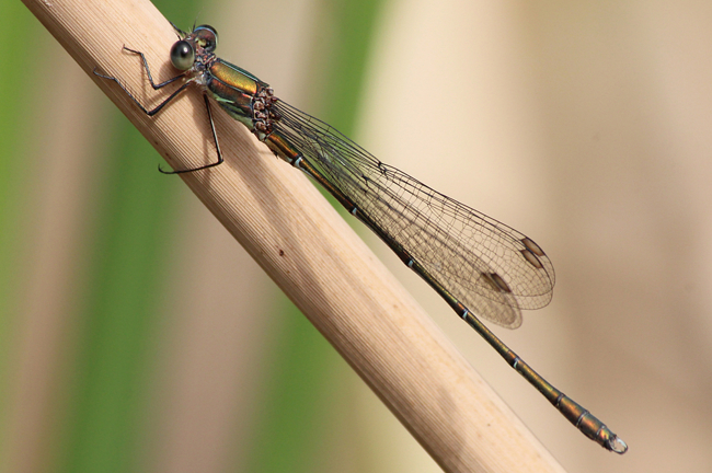 Lestes viridis ♂, Hergershausen, (Tongrube), 14.09.12, A. Werner