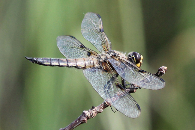 Libellula quadrimaculata ♂, D17 Weiterode, ND Heiertal, 02.07.13-1, A. Werner