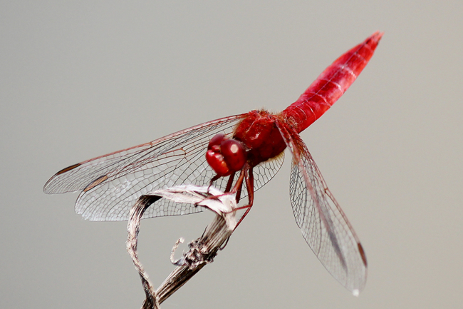 Crocothemis erythraea ♂, D02 Bebra, Fuldaaue (gestaltete Kleingewässer), 24.07.13 1, A. Werner